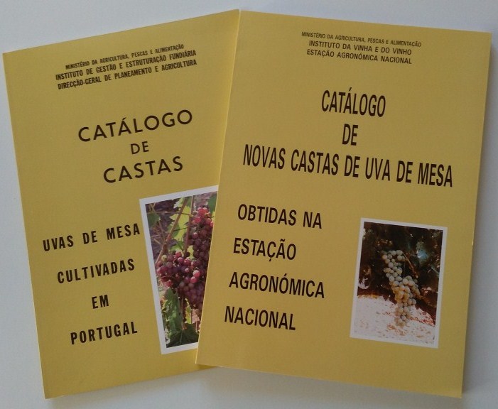 Newsletter n.º 40 - Foto 7